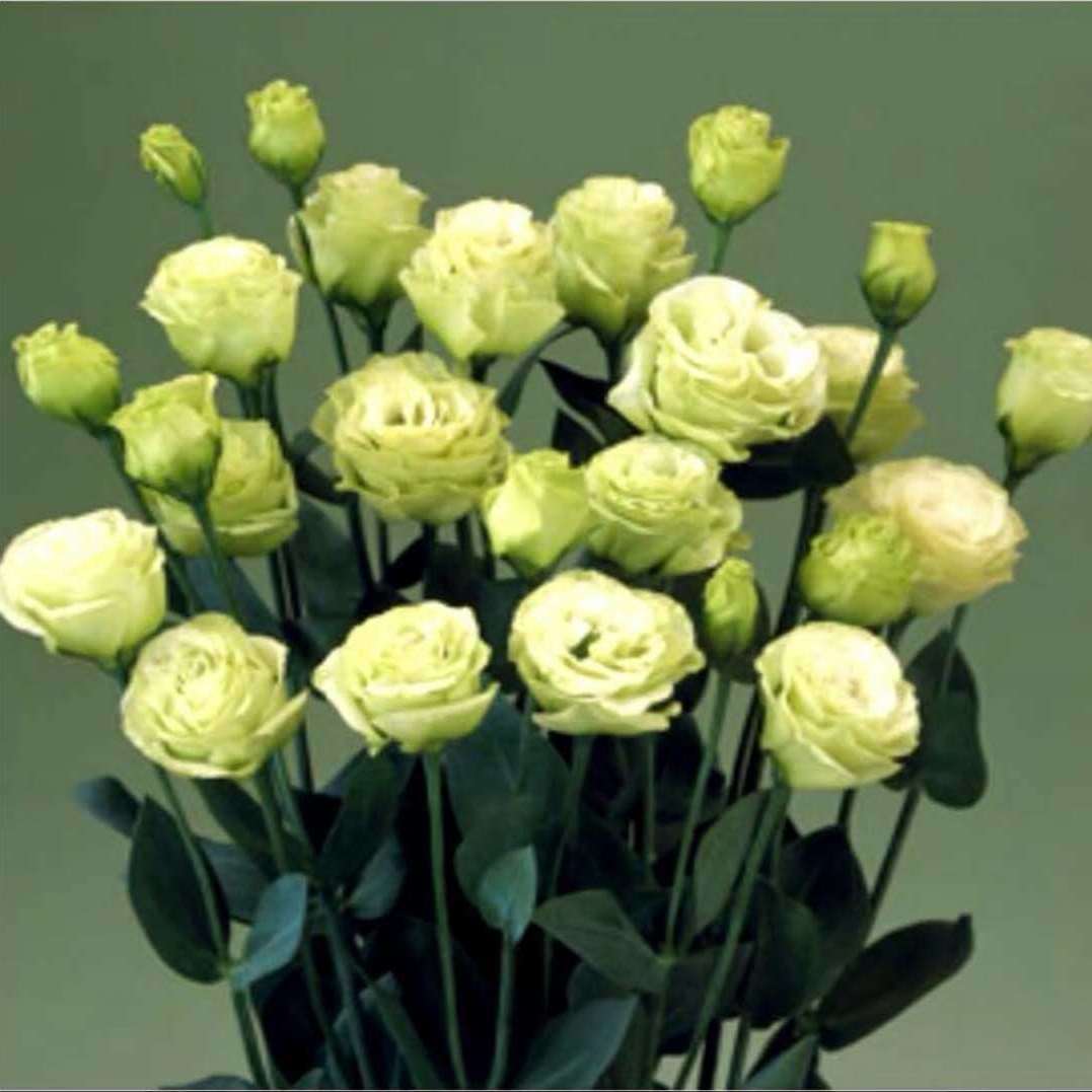 洋桔梗盆栽花苗重瓣花卉带花苞四季开花室内客厅多年生阳台 粉色重瓣