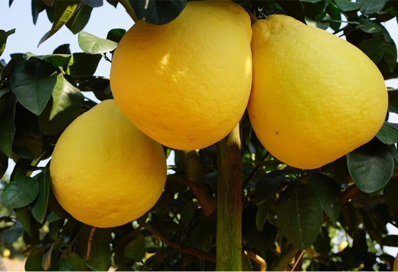 贵州农家新鲜老品种鲜甜沙田柚子精选10斤非梅州容县沙田柚贵州新鲜