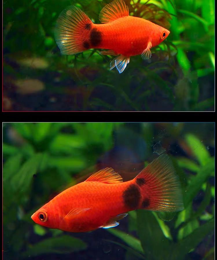 米奇鱼怀孕母鱼金鱼活鱼 能会生小鱼的鱼胎生鱼 不用打氧气养的鱼