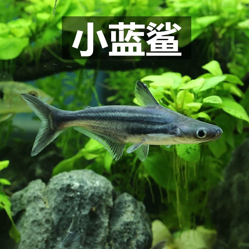 嘉瑰兇猛鯊魚高鰭斧虎頭鯊淡水大白鯊藍鯊球鯊觀賞魚包活熱帶魚 藍鯊