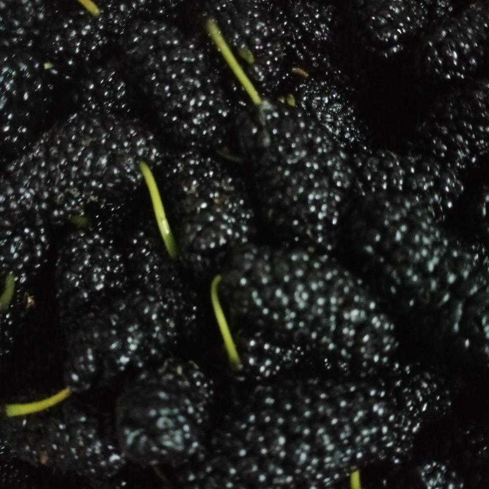 新鲜现摘桑葚果孕妇水果野生特级泡酒酵素生吃鲜桑椹酒黑桑葚果子五斤