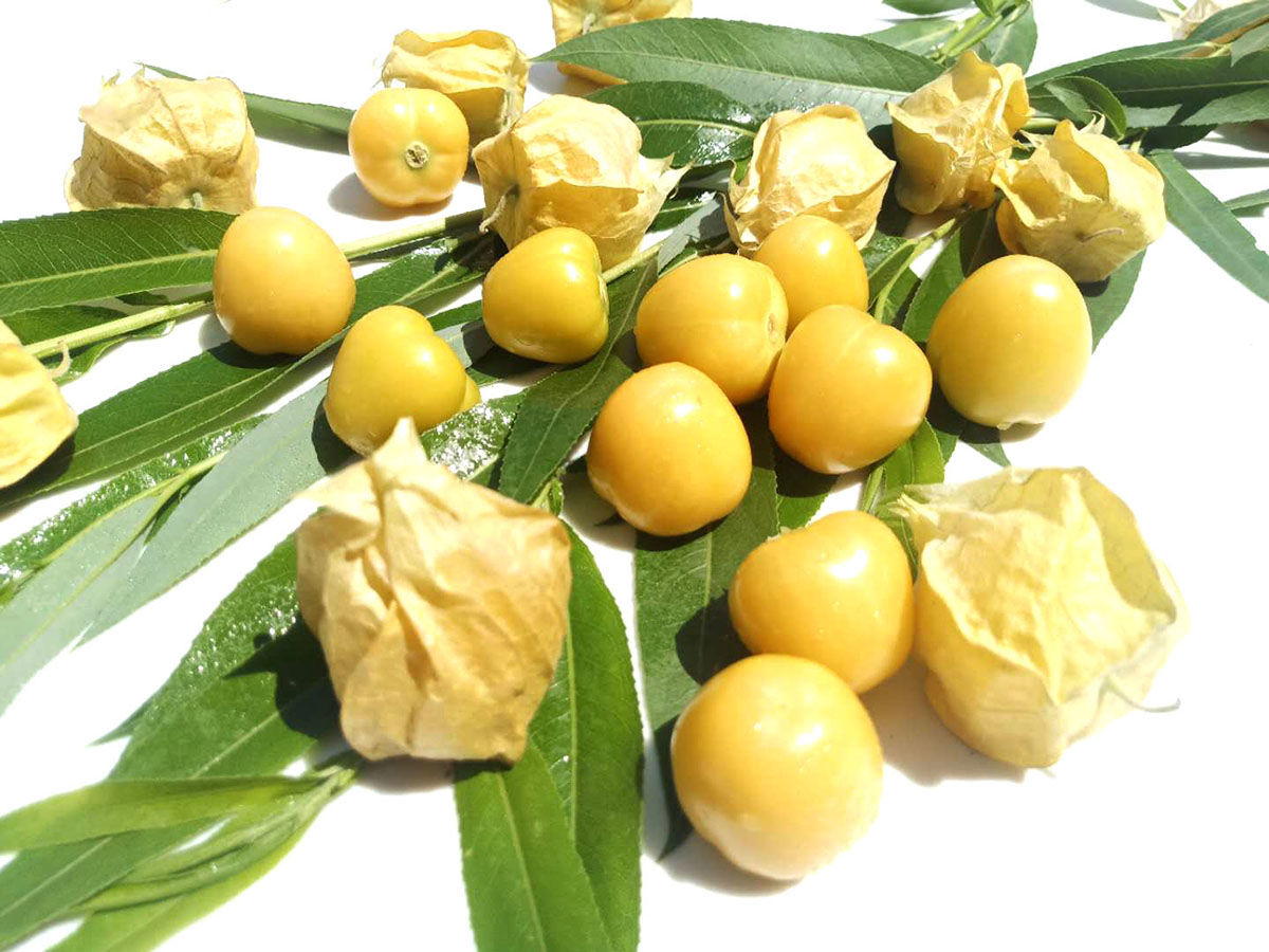 东北姑娘果大果新鲜现货精选灯笼果应季菇娘果水果黄