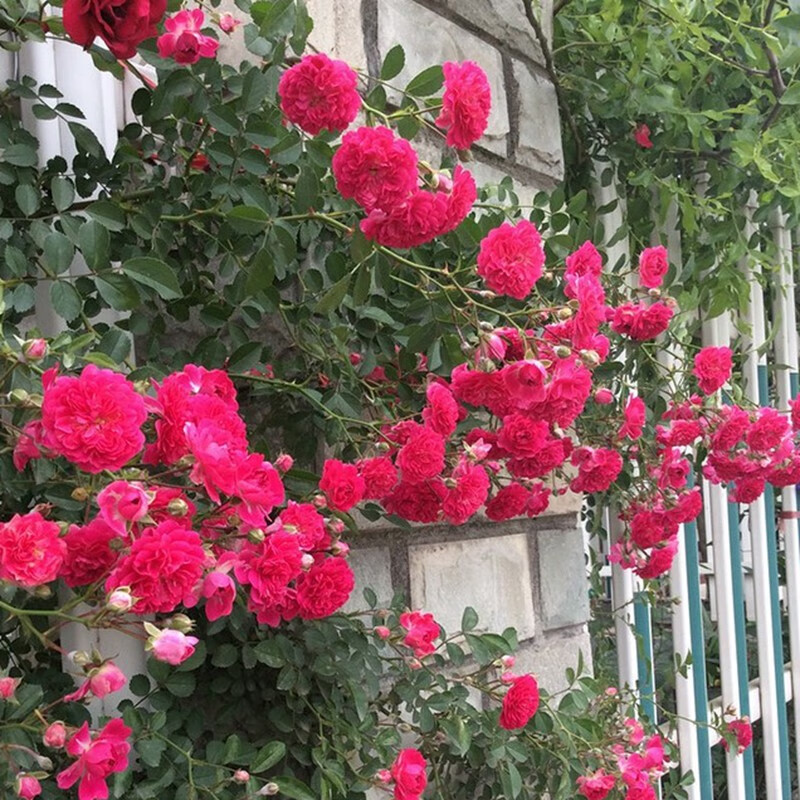 带花苞红罗莎莉月季爬藤植物庭院攀援垂吊花卉藤蔓植物盆栽园林绿化