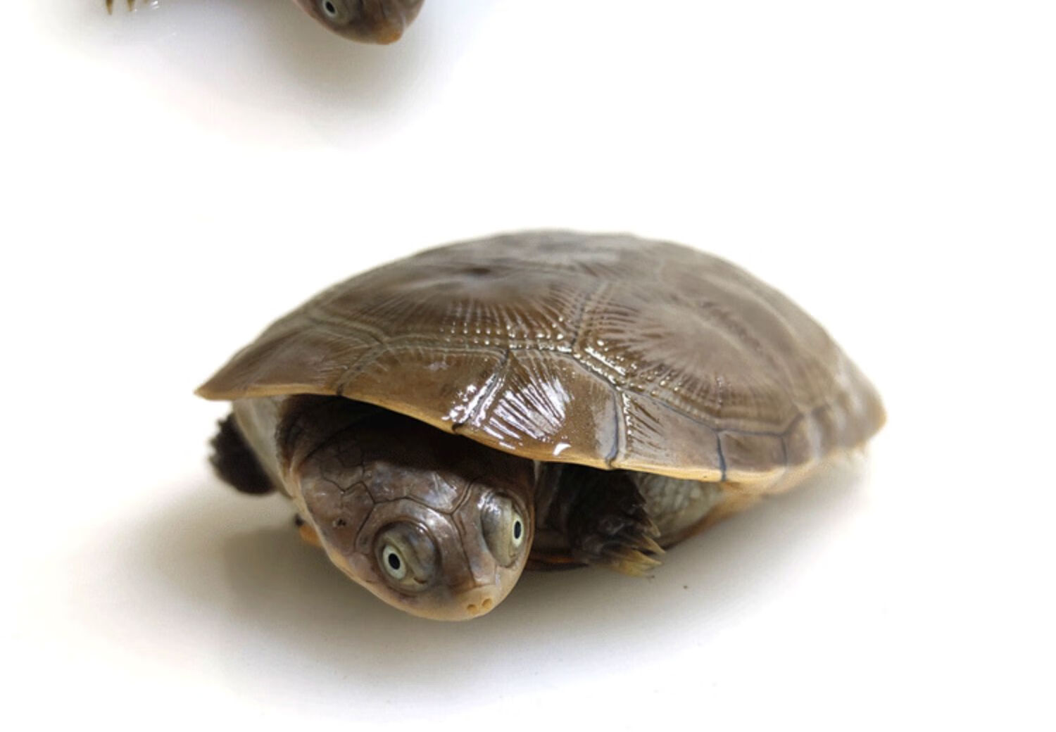 乌龟西非龟活体宠物龟呆萌深水龟沼泽侧颈龟苗活物热带观赏龟 错甲