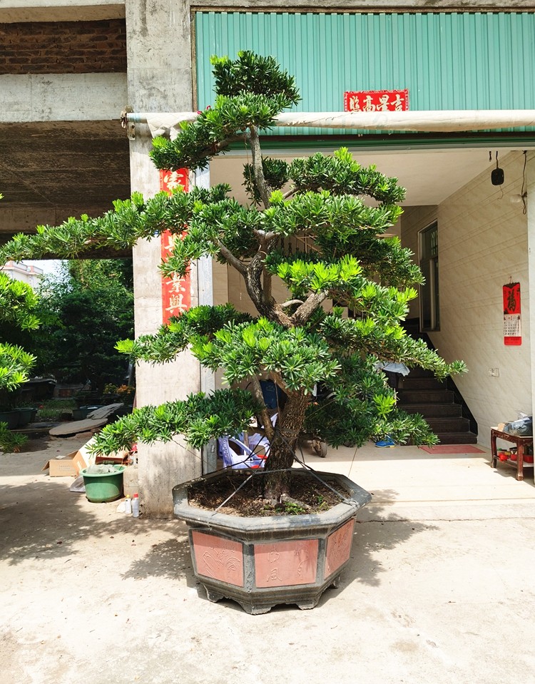 德骊嘉大型罗汉松园艺盆景树桩盆栽植物四季常青绿植庭院台湾金钻迎客