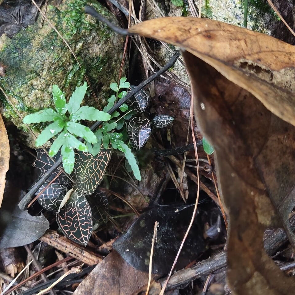 伟博金线莲广西正宗青杆小叶金线莲金丝草嘉万滋补品500g鲜