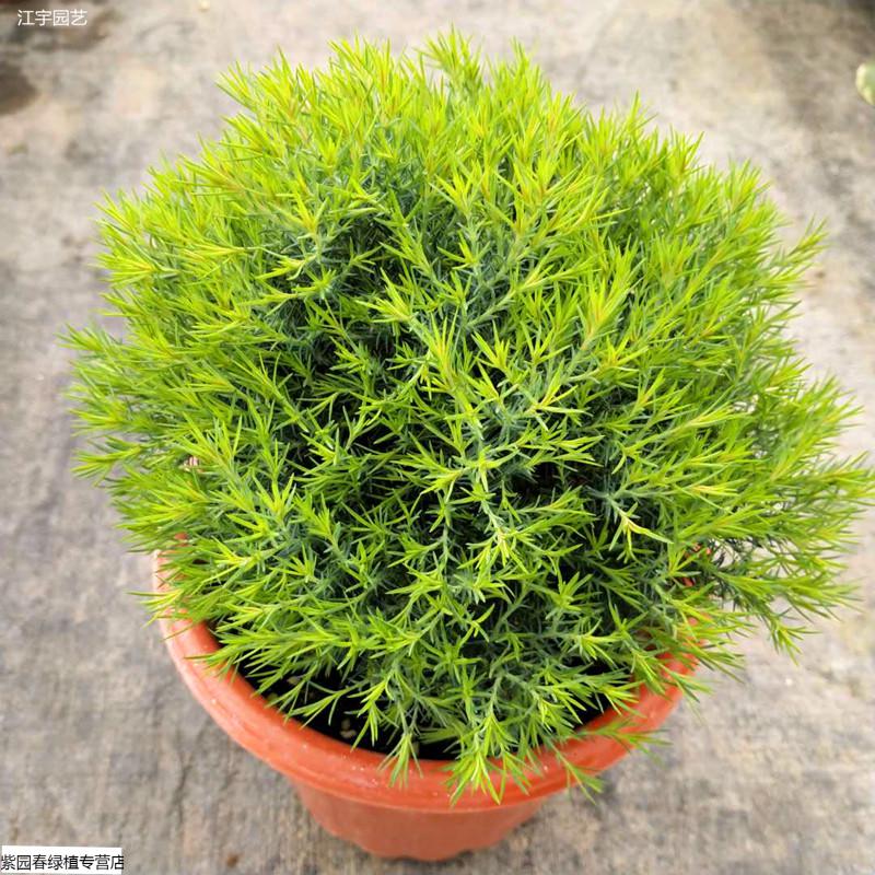 园艺皮球松盆栽皮球柏 阳台庭院绿植自然圆形易养护可地栽植物 精品皮