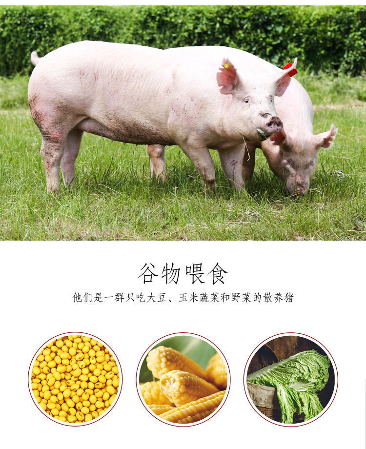 猪大肠新鲜冷冻235斤农家散养土猪肥肠少油大肠头新鲜精洗大肠2斤