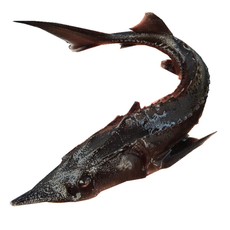 鲟鱼苗中华观赏鱼淡水养殖可食用尖嘴鲟冷水鱼西杂鲟活体 12-15厘米5