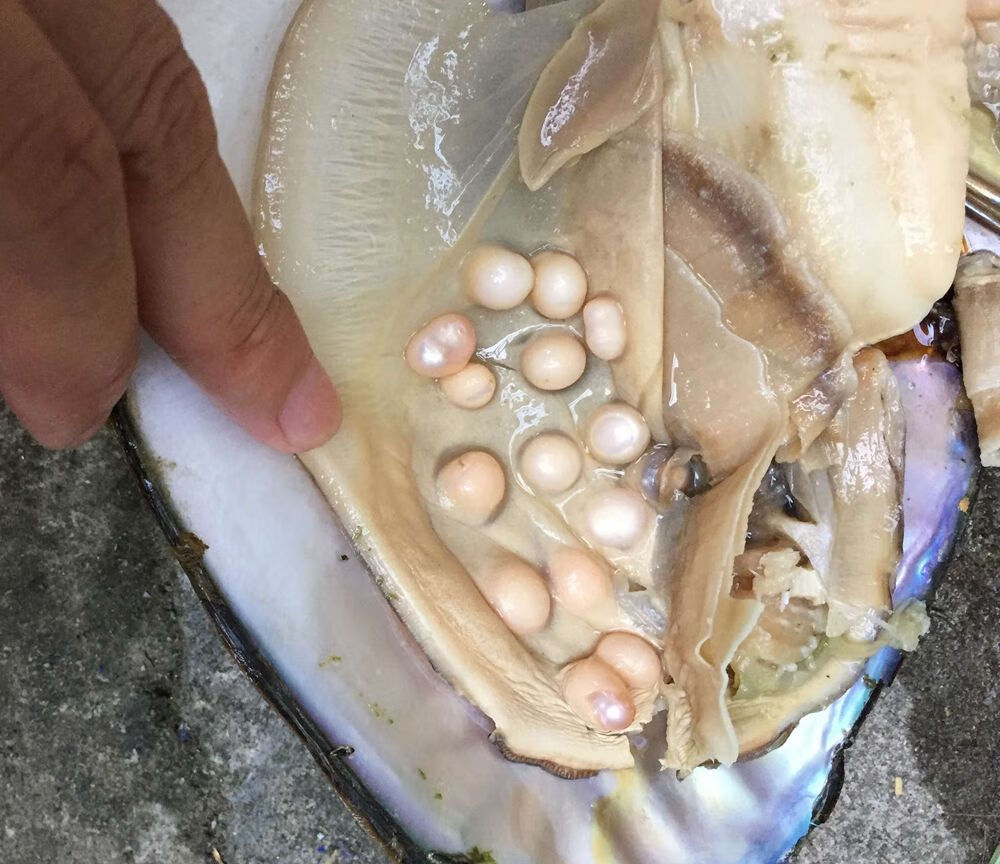 珍珠贝活体珍珠大蚌多珠蚌活体发货产地大贝蚌农sn9141帝王多珠蚌2个