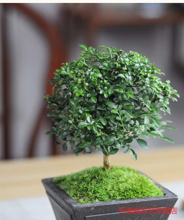 台湾达摩小叶九里香室内花卉绿植盆栽微型盆景迷你四季常青办公室 款