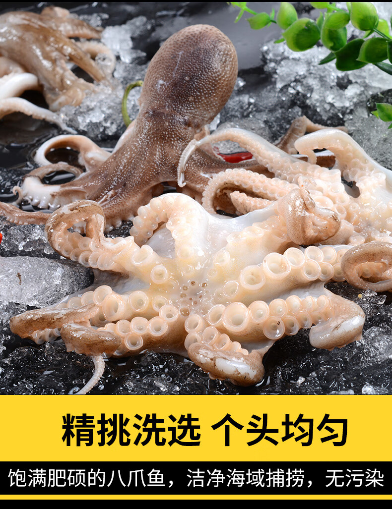 海皇灣 八爪魚鮮活迷你小八爪魚 海鮮水產鮮活冷凍小章魚 整隻爆頭