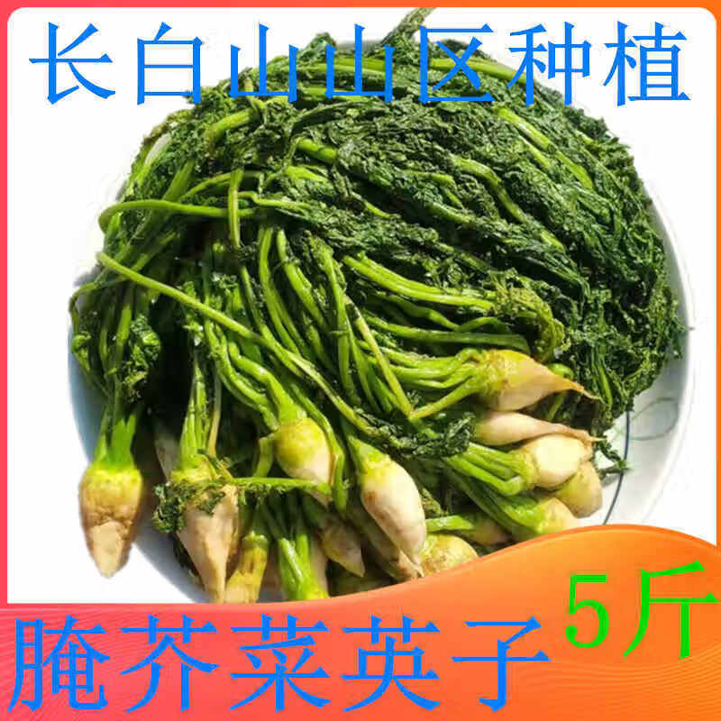东北芥菜英子芥菜缨子芥菜疙瘩芥菜樱子咸菜新鲜农产品5斤芥菜英子