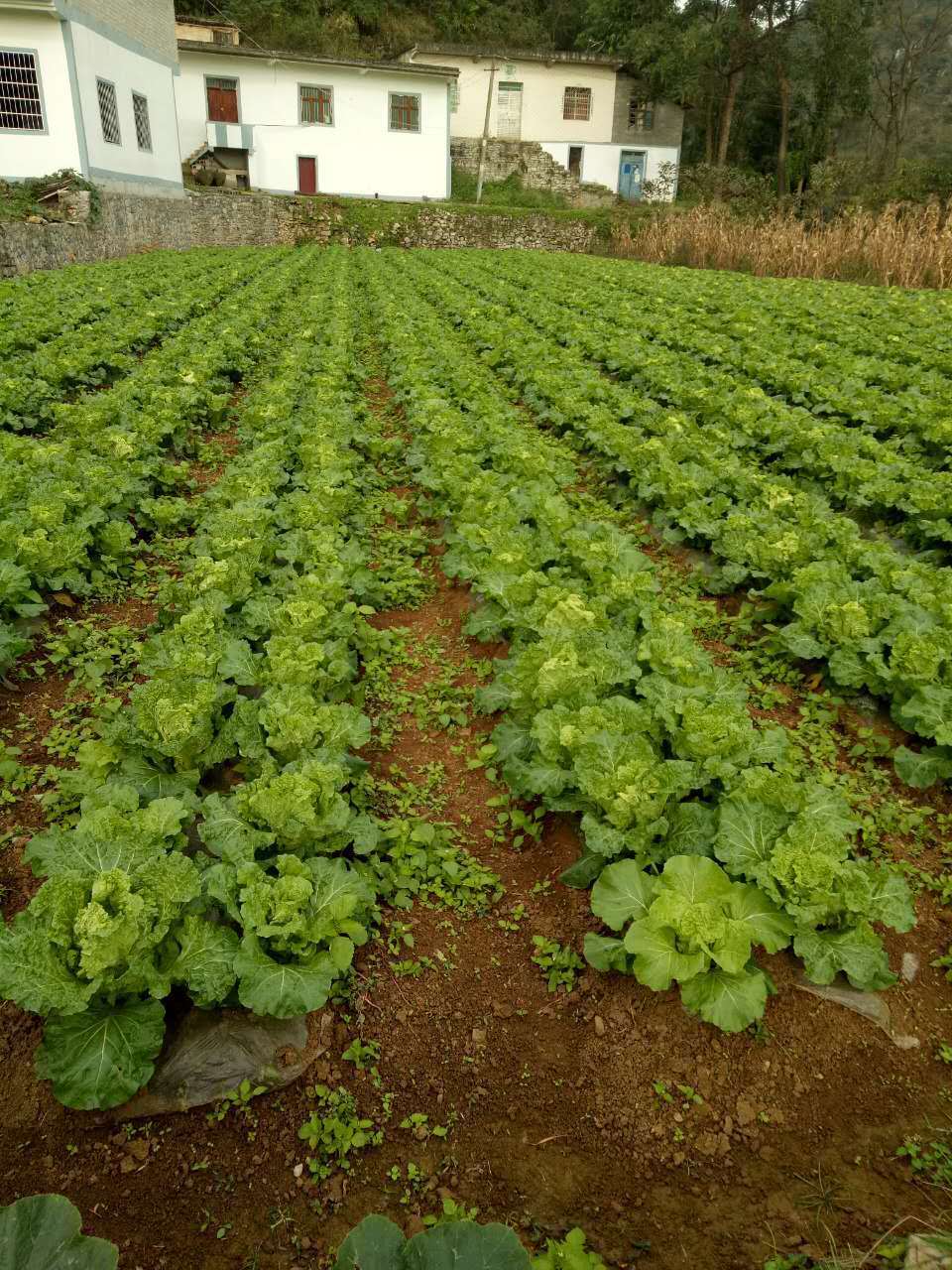 贵州农家露天种植新鲜大白菜麻叶菜青麻火锅菜三斤装