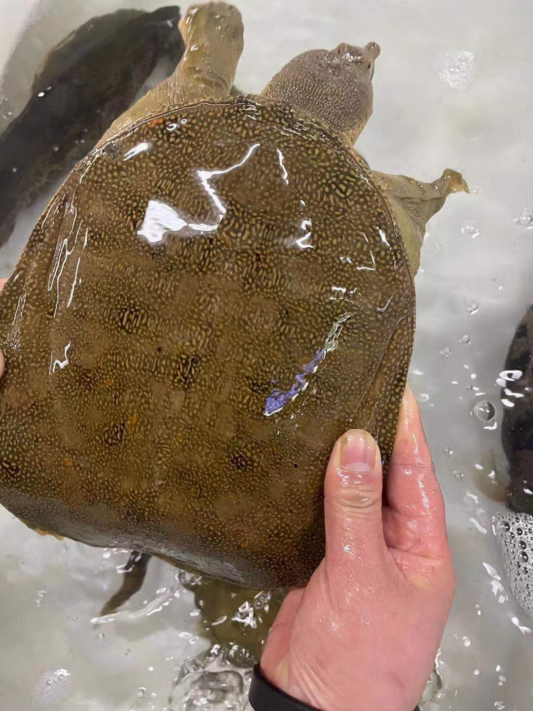 荟鲜港 纯甲鱼土鳖鲜活滋补煲汤活鳖海鲜王八团鱼食用甲鱼包活营养鱼