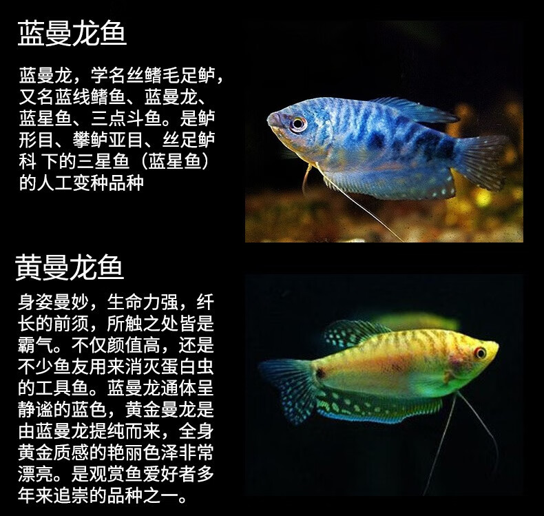 云峰海瑞 水族箱小型热带鱼观赏鱼活体红绿灯鱼淡水水族电光鱼美人