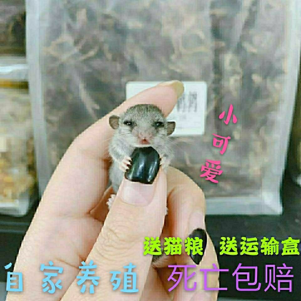 网红自家养殖的西班牙睡鼠口袋鼠拇指鼠宿舍活体小宠物成年公