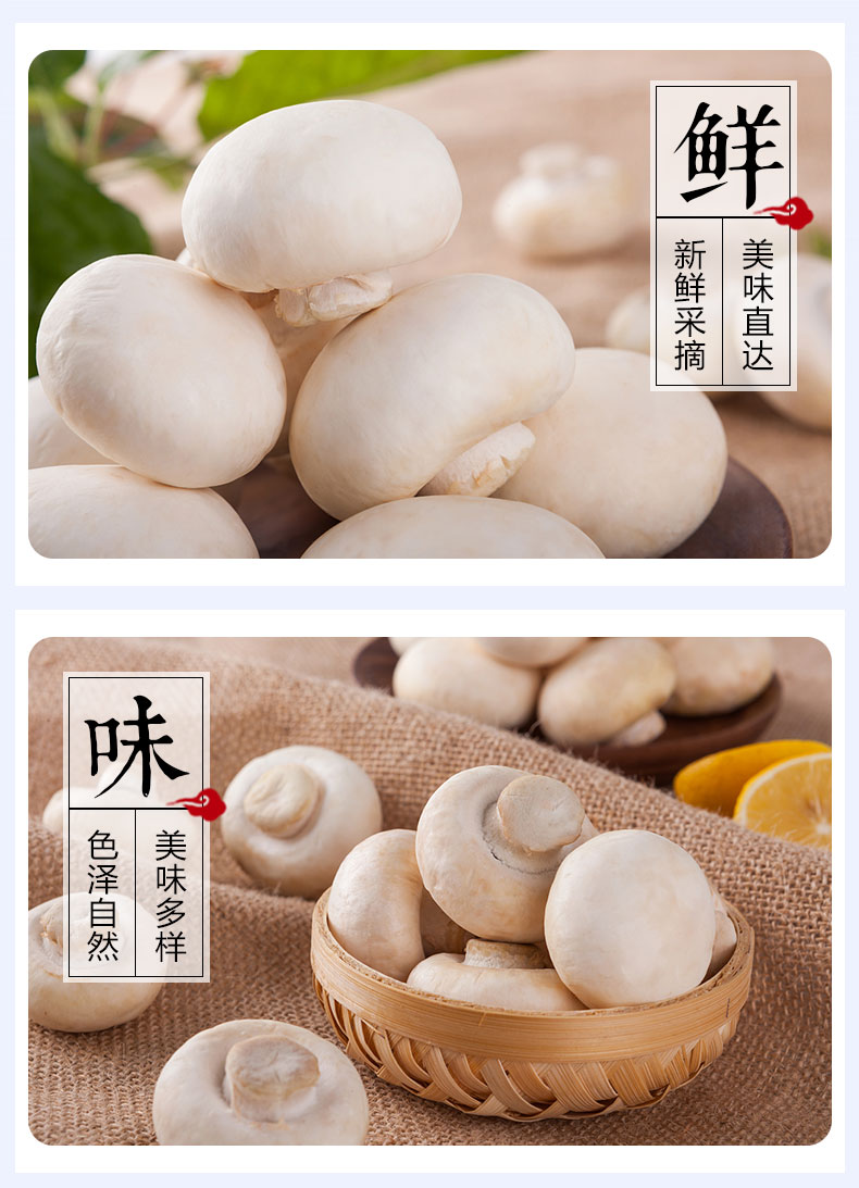 现摘新鲜白蘑菇口菇圆菇食用菌小蘑菇菌类自产当季应季蘑菇 1500g
