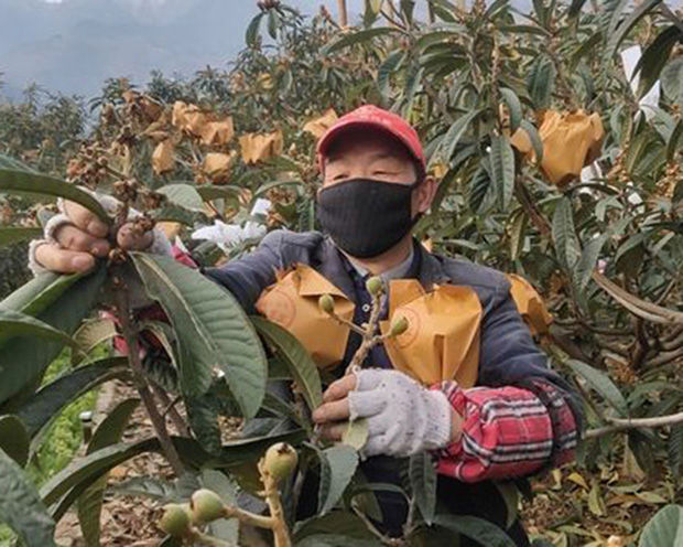 麦桑荷 隆之亿园艺 枇杷套袋专用袋纸露天防雨防虫防病害防鸟水果套袋