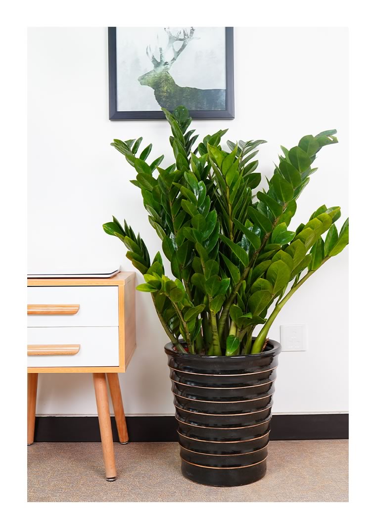 金钱树摇钱树钱串子吸甲醛植物花卉盆栽绿植办公室室内客厅1米左右