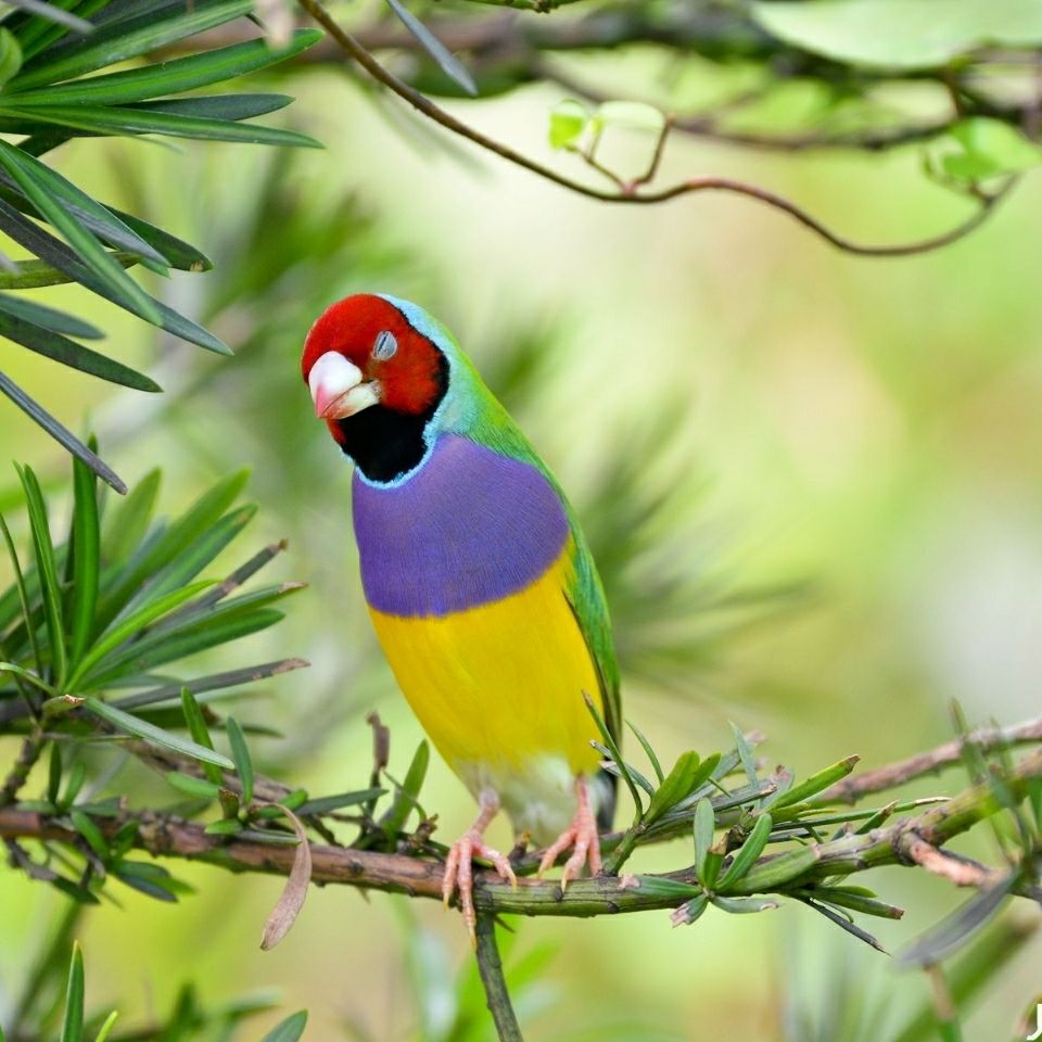 萌萌哒七彩活体鸟活体繁殖鸟活体宠物鸟普彩高彩金背白赤兔马 蓝背紫