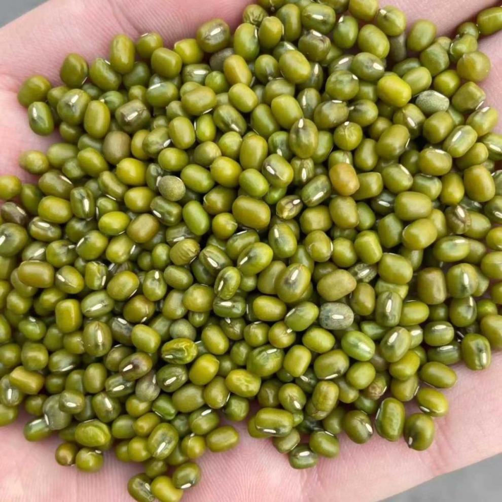 绿豆种子毛绿一号绿豆种子早熟高产耐高温养生五谷杂粮豆子种子100克