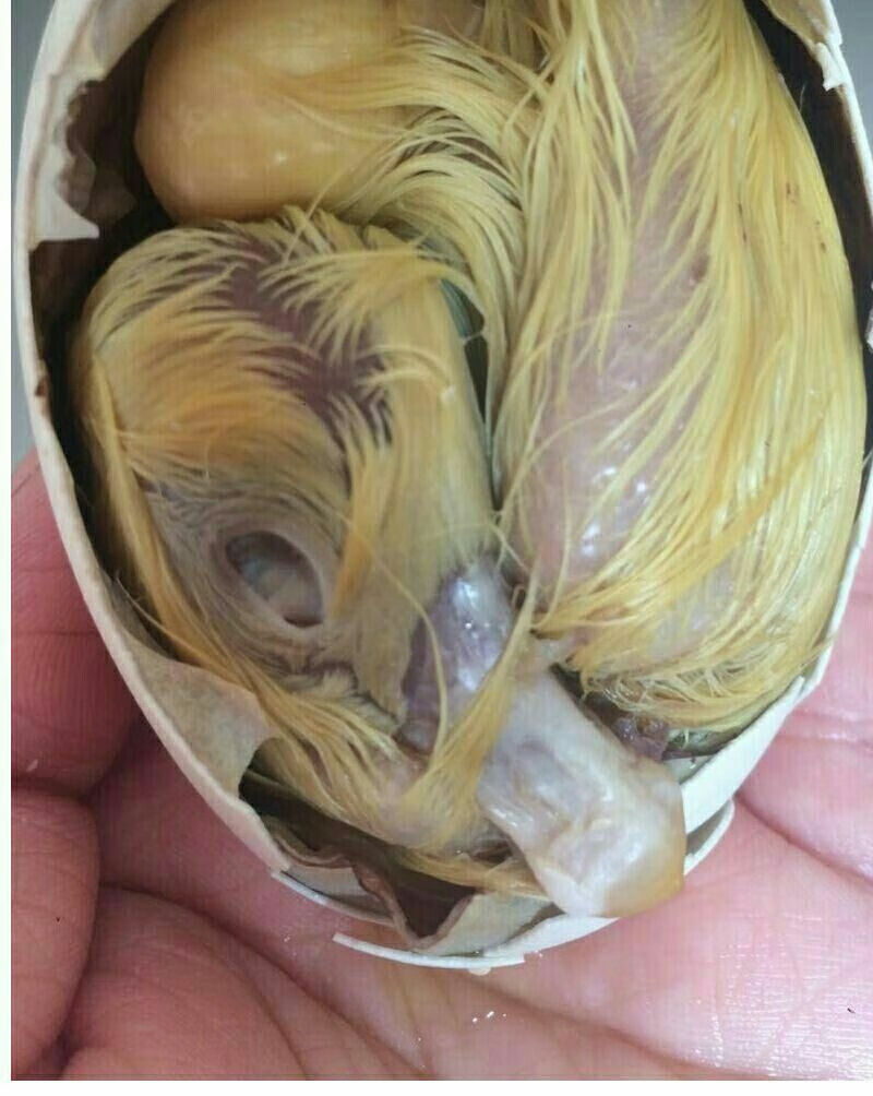 迈啃吱生鹅毛蛋鹅喜蛋胎鹅蛋毛蛋活珠子鹅胚蛋去胎毒毛鹅蛋一件18只12