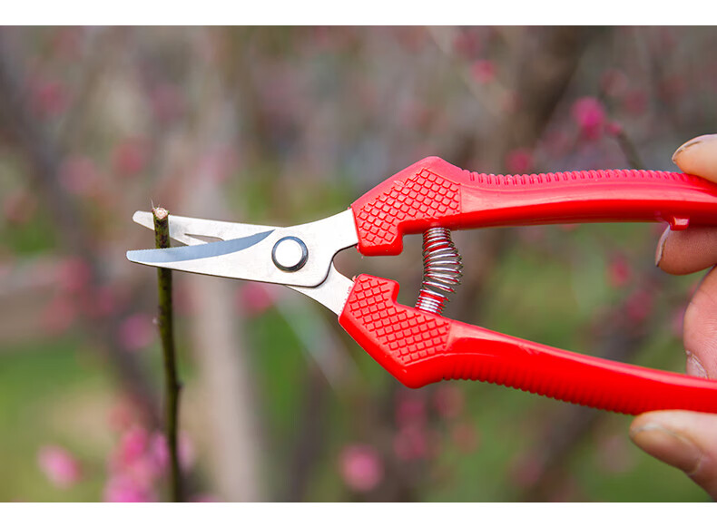 采果剪摘果不锈钢翘头剪刀稀果剪 翘头剪番茄剪园艺剪刀园艺工具iwown