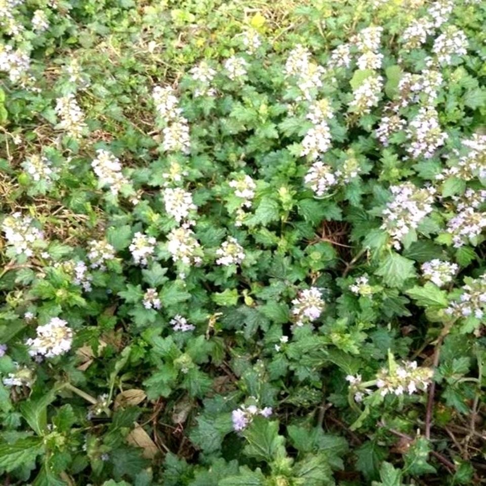 中药材 草药 白毛夏枯草 白毛筋骨草 50克 夏枯草50g【图片 价格 品牌
