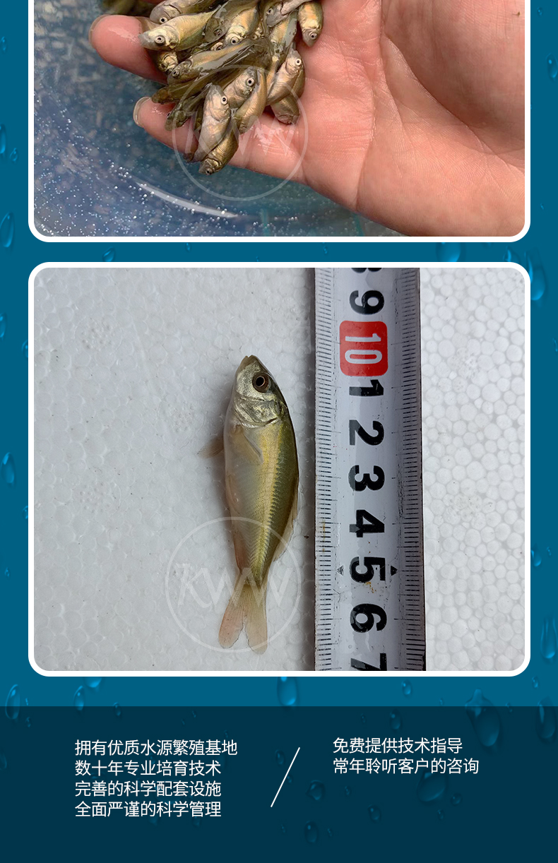 裸鲤鱼苗三道鳞德国镜鲤活体鱼苗淡水养殖无甲鲤鱼苗食用裸斑鱼苗kww