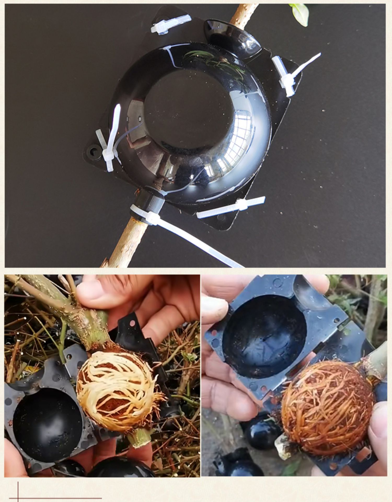 植物高压繁殖盒植物嫁接盒高压球扦插生根器树苗木果树盆景dcell细胞