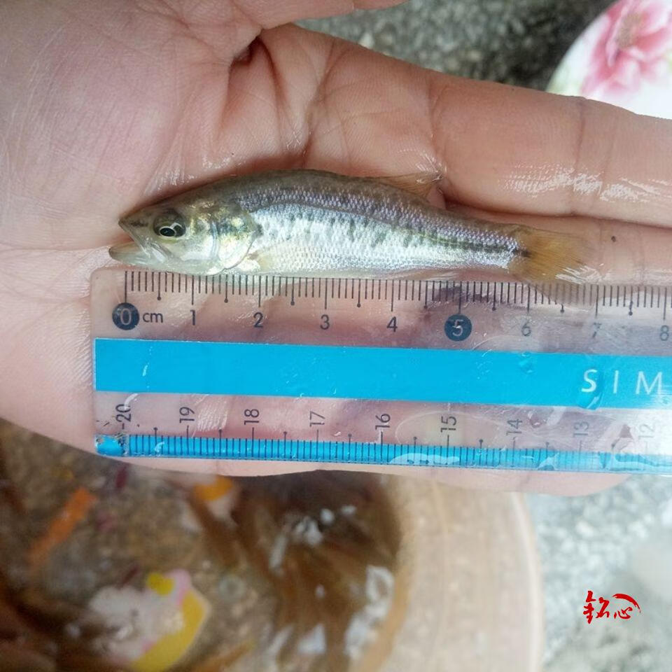 鲈鱼苗 加州鲈鱼苗 路亚苗 大口黑鲈鱼苗 淡水养殖鱼苗 5-6公分500条