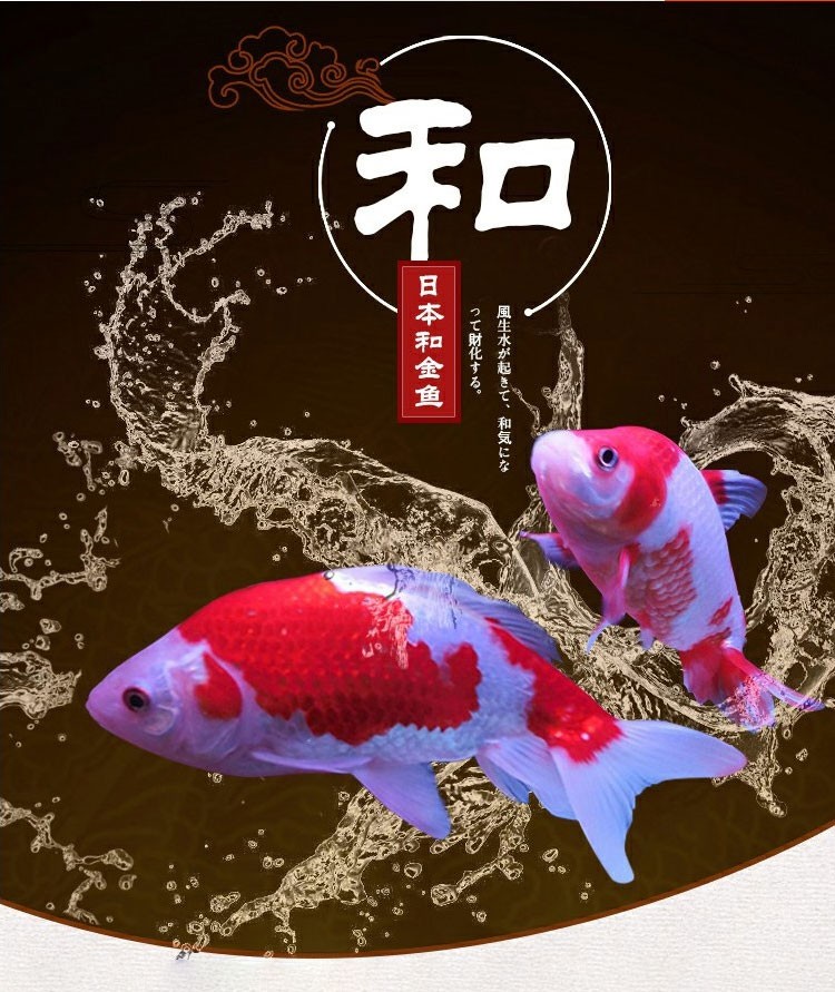 易萌观赏鱼活体冷水鱼日本合金鱼双尾草金鱼风水鱼新手宠物练手活体鱼
