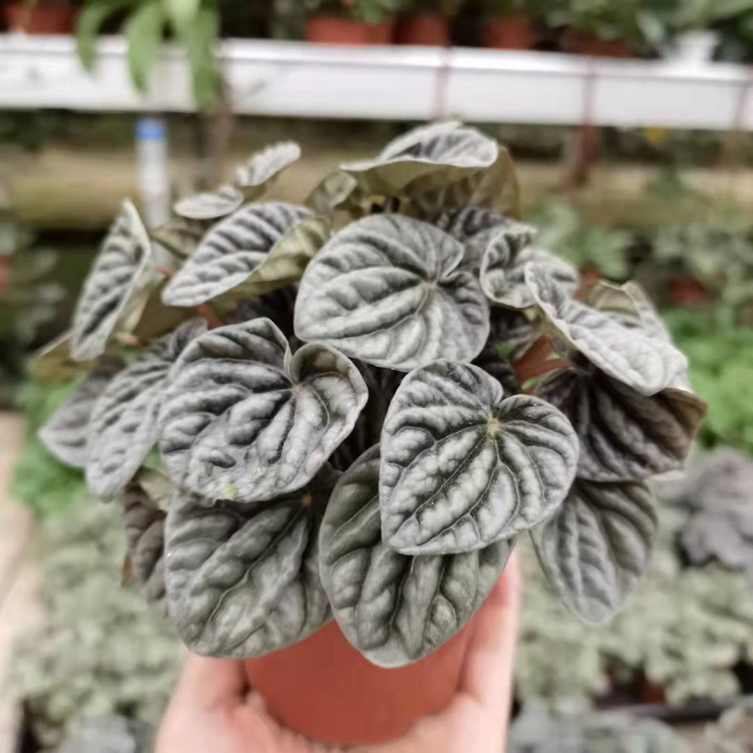 hoyvlae 网纹草椒草室内办公室桌面微景观迷你观叶绿植盆栽苗 红美人