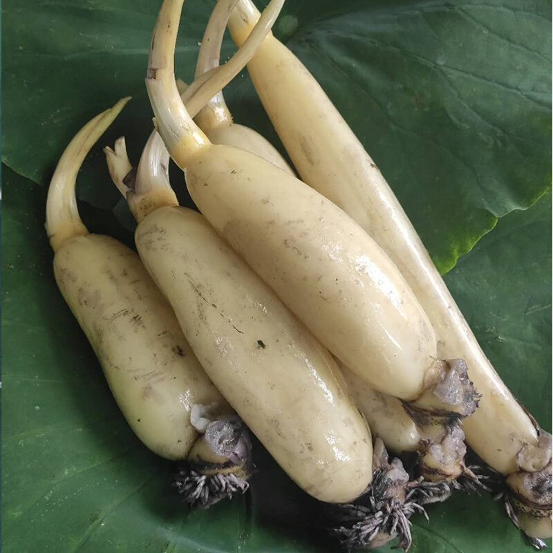 马踏湖鲜藕特产白莲藕凉拌藕生吃藕的水果新鲜脆藕现挖发货 2500g