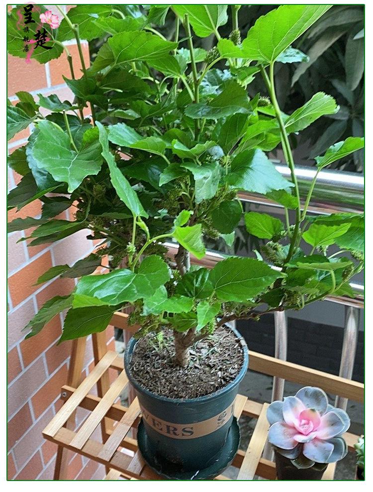 桑葚苗四季盆栽室内桌面桑树苗带果庭院阳台种植果树当年结果 台湾长