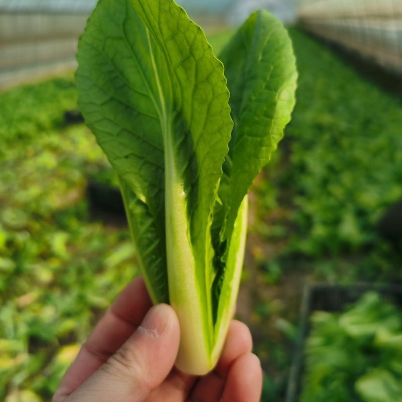 现挖新鲜生菜沙拉菜新鲜奶油小白菜奶白菜小青菜5斤净重生菜纸箱