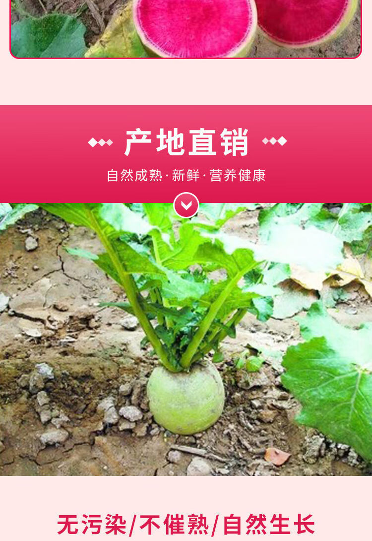 花心萝卜【带箱5斤中果】