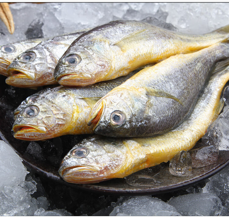 小黄鱼新鲜冷冻舟山海鱼海鲜鲜活3斤顺丰梅子鱼小黄花鱼