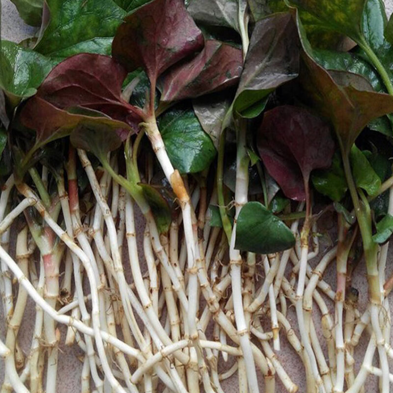 fghgh 【现货】四川鱼腥草嫩芽 新鲜折耳根嫩叶白芽 农家蔬菜 2斤