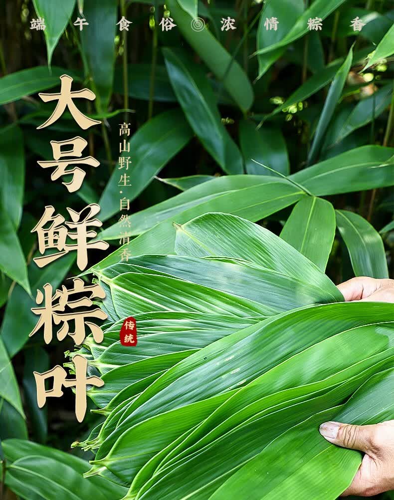 栗品优粽叶粽子叶新鲜大粽叶箬叶端午包粽子新鲜粽子叶100片