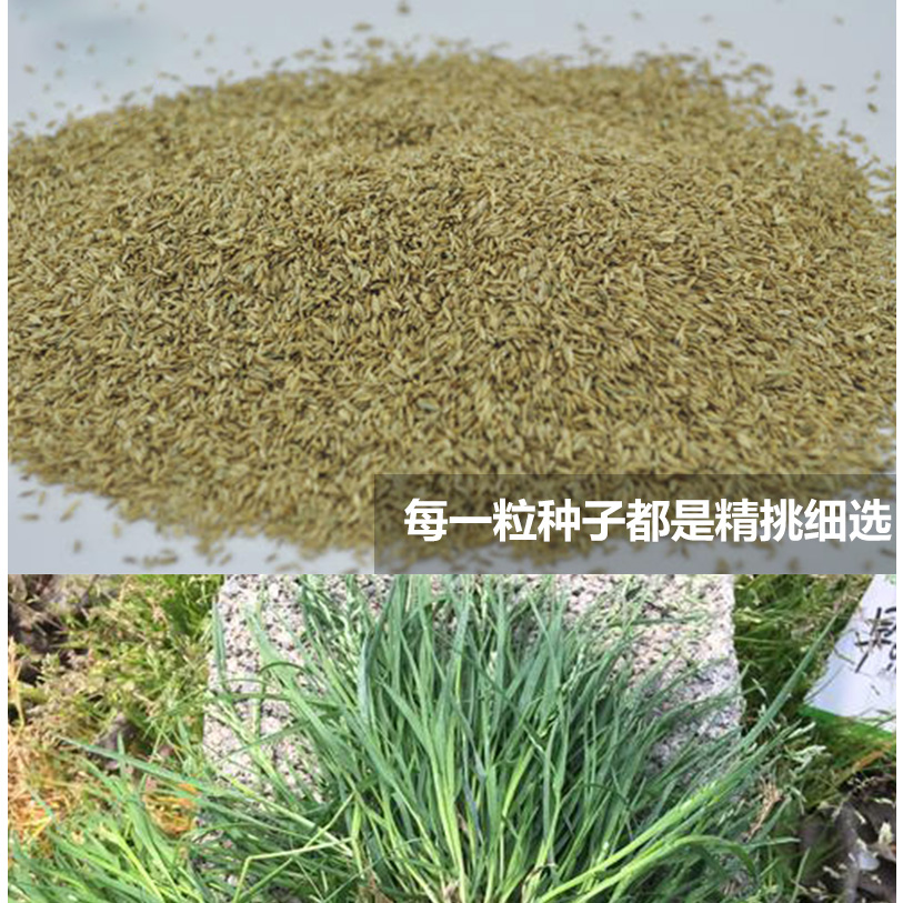 草坪种子早熟禾黑麦草紫花苜蓿草籽红三叶四季常青白三叶工程绿化护坡
