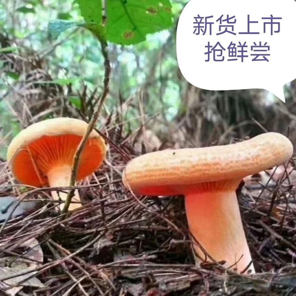 枞菌新鲜野生菌蘑菇枞树菌寒菌三九菇重阳菌雁鹅菌小骨朵过水真空包装