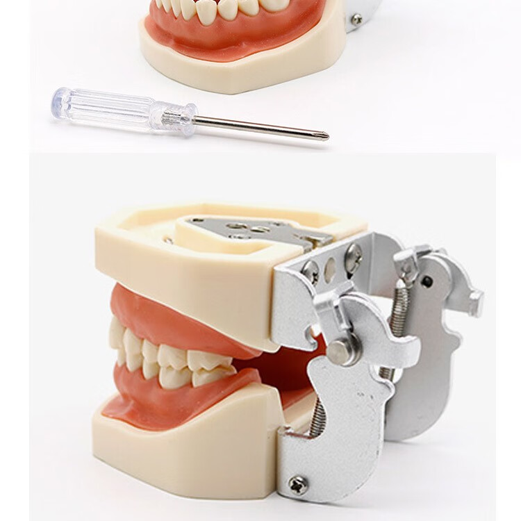 牙科教学牙模型模具全口正畸牙齿模型标准模型可拆卸齿科口腔 带龋牙