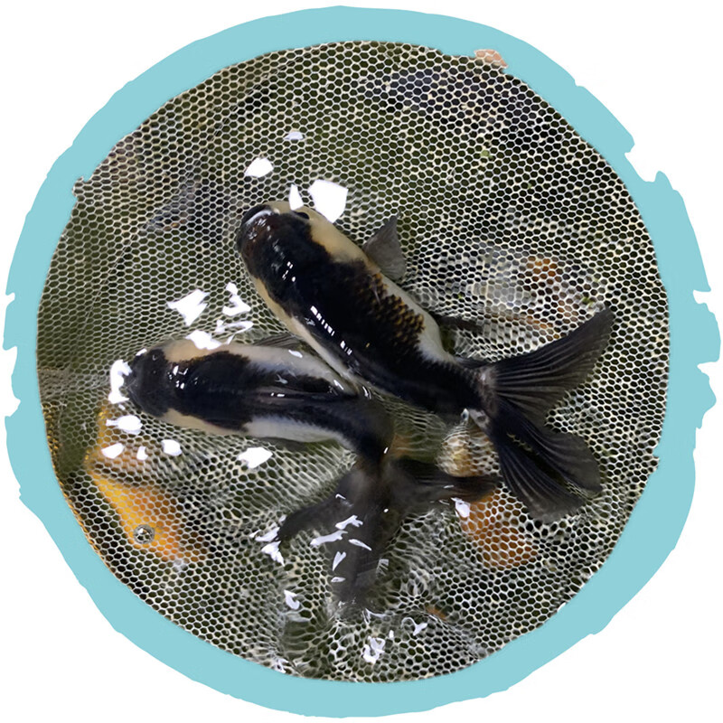 黑国狮金鱼狮子头精品黑白三色国狮鱼金鱼活鱼观赏鱼包活好养水木风