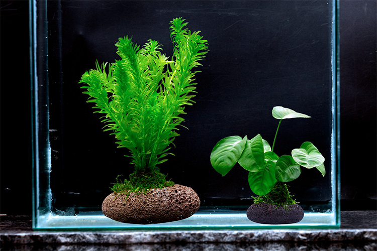 魚缸造景水榕沉木莫斯樹綠菊蜈蚣草陰性植物活體水族境氧淨化水質 紅