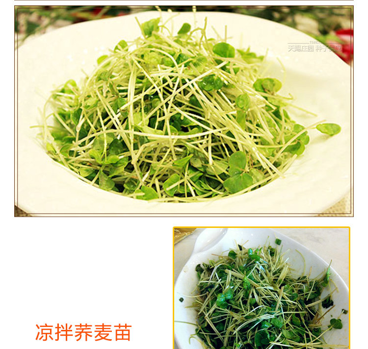 苦蕎麥甜蕎麥陽臺種植芽苗菜水培芽苗菜苦蕎籽苦蕎麥一斤大面積種植