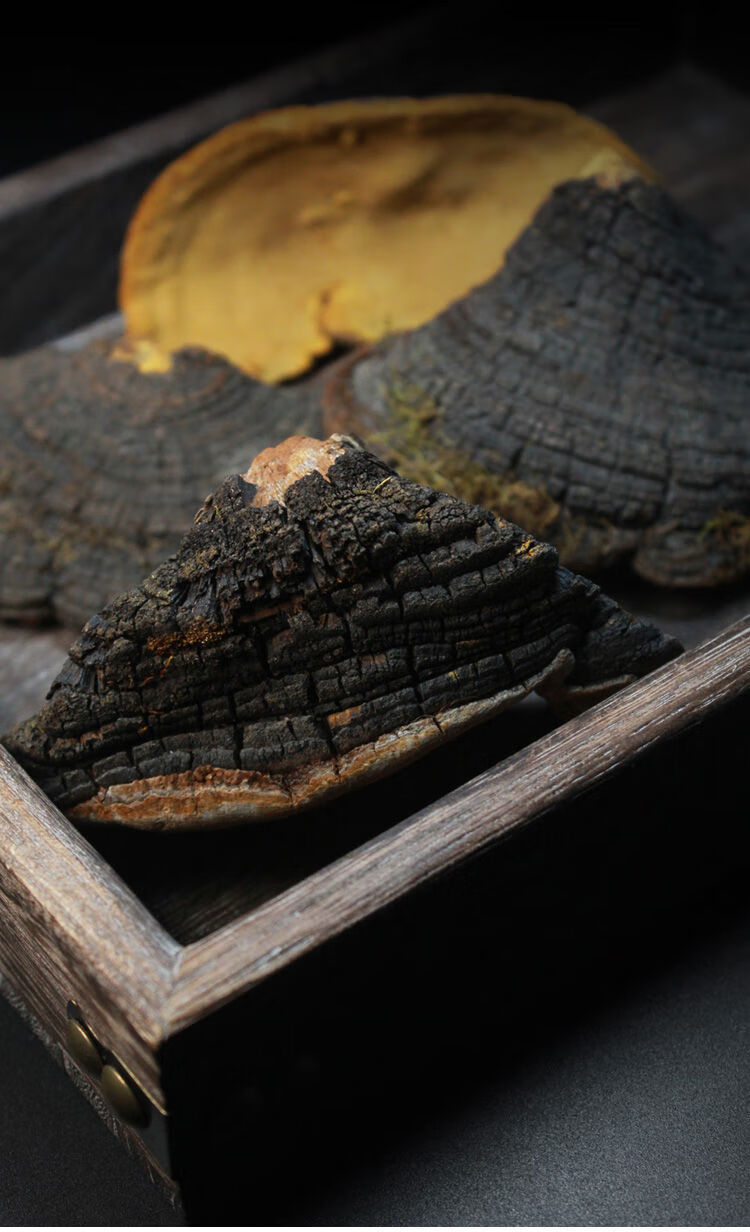 伟博西藏桑树桑黄灵芝西藏自治区桑黄菌种桑黄500g灵芝菌 正品野生