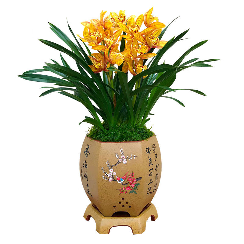 名贵兰花苗金凤凰浓香大花兰盆栽植物建兰四季兰室内兰草阳台客厅 金