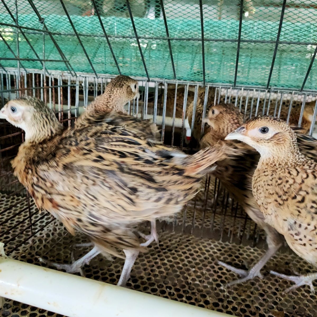 【顺丰发货】七彩山鸡脱温苗半大山鸡包活到家1斤左右七彩山鸡山鸡